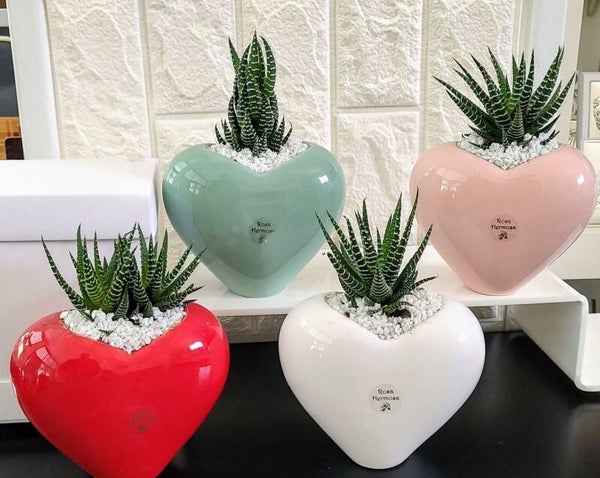 PIANTINA A CUORE