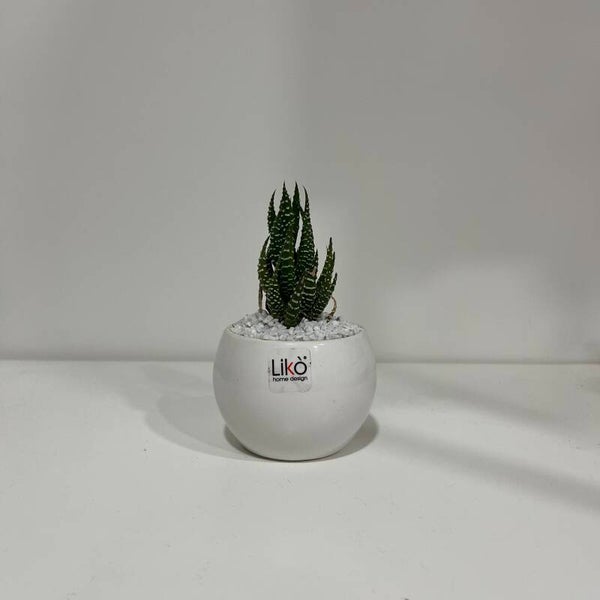 “Verde Eterno” (pianta grassa)