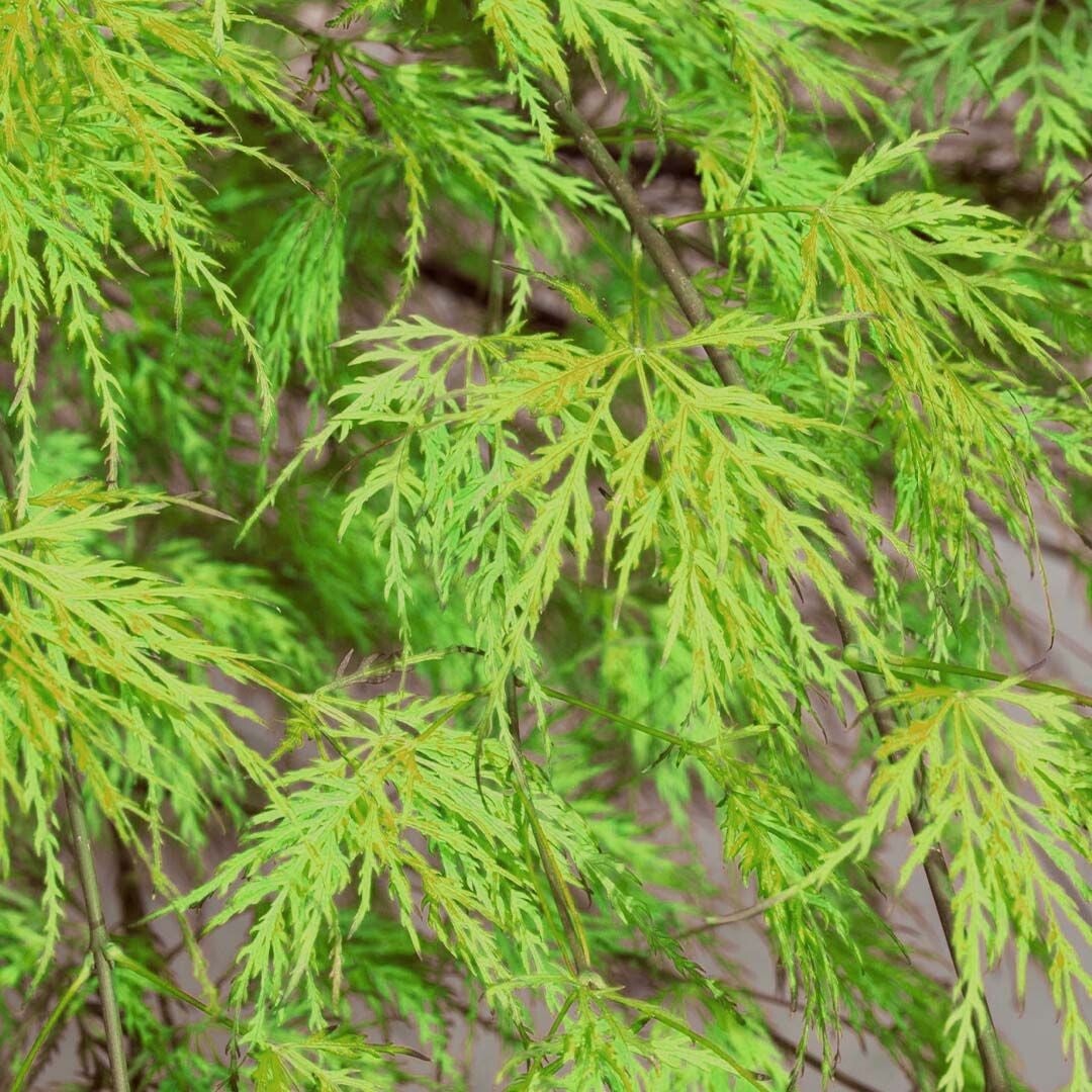 Acer palmatum Emerald Lace