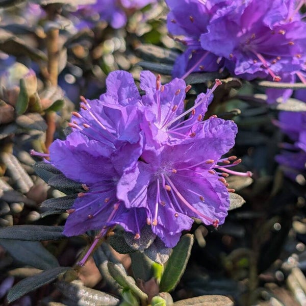 Dwerg Rhododendron Azurika