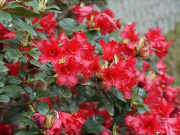 Dwerg Rhododendron Bengal