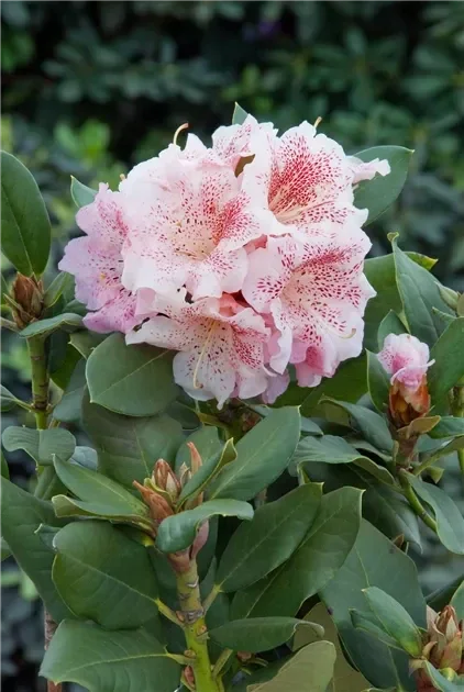 Rhododendron Double dots