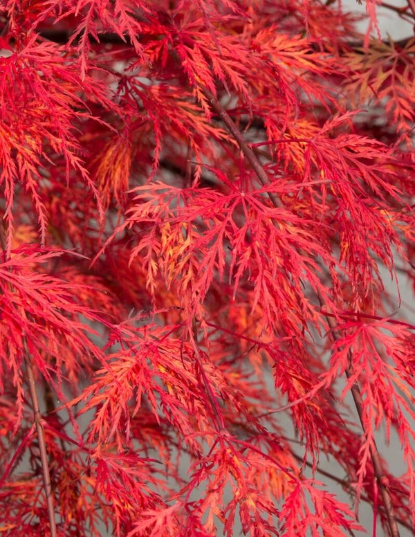 Acer palmatum Emerald Lace