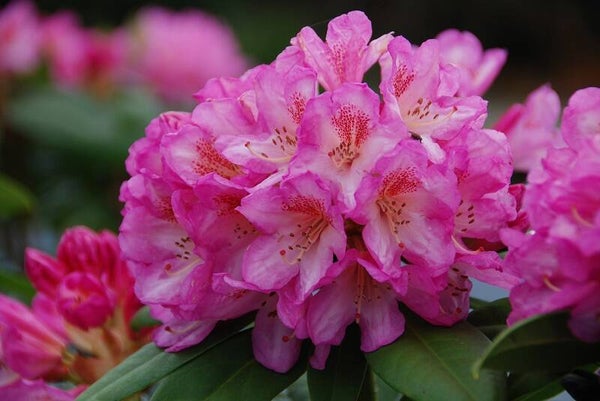 Rhododendron Eucharites