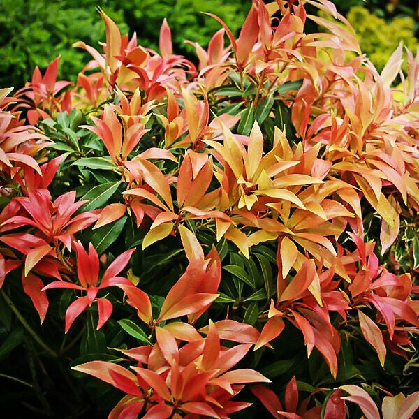 Pieris japonica forest flame