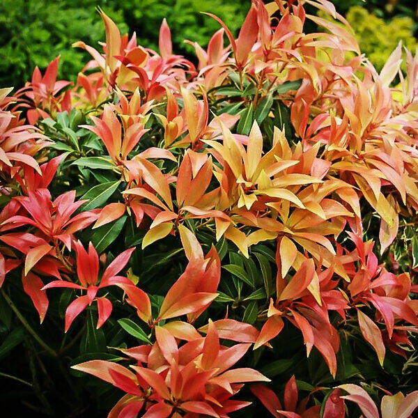 Pieris japonica forest flame
