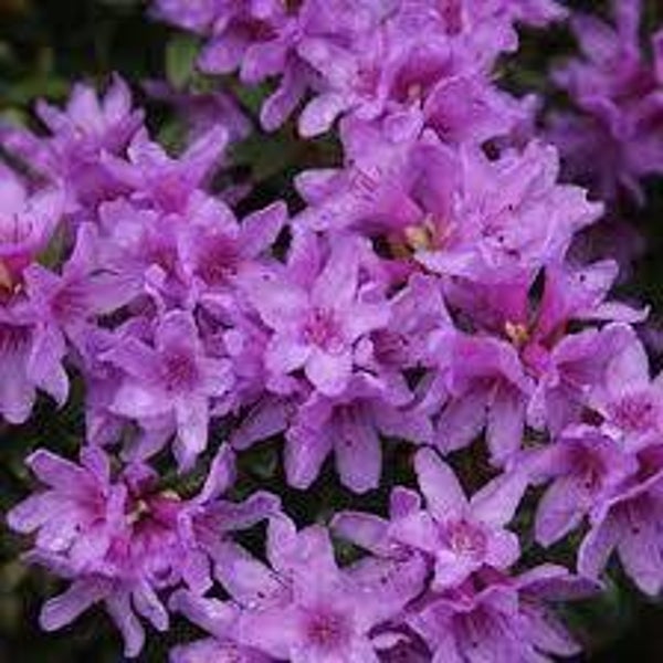 Dwerg Rhododendron Frosthexe