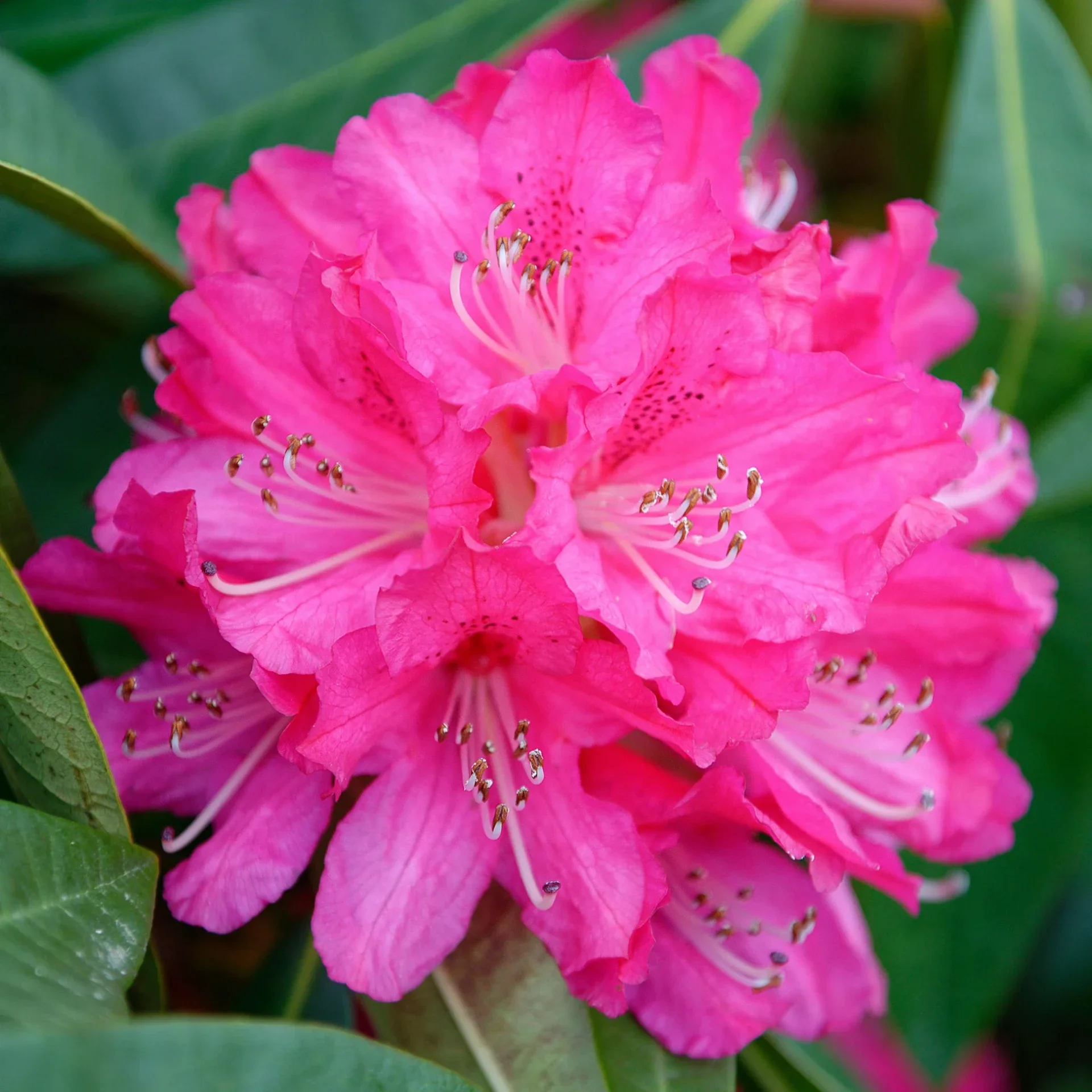 Rhododendron Germania