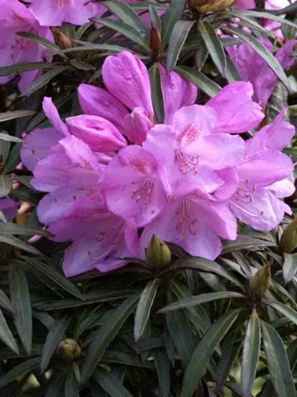 Rhododendron Graziella