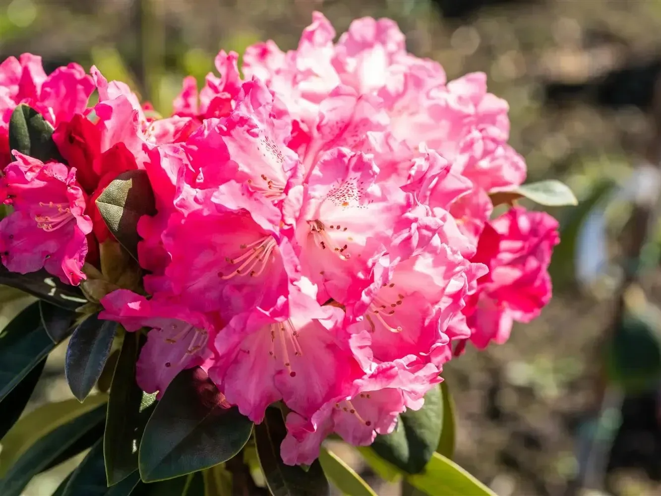 Rhododendron Yakushimanum Morgen rot