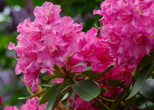 Rhododendron Roseum Elegance