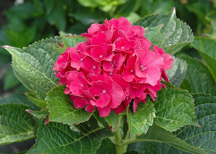 Hortensia Masja