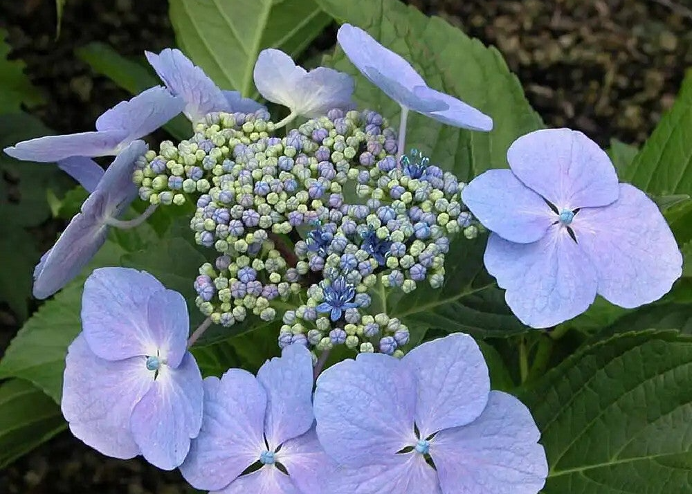 Hortensia Blue wave