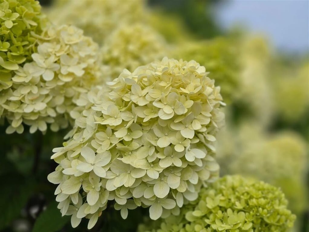 Hortensia Lime light