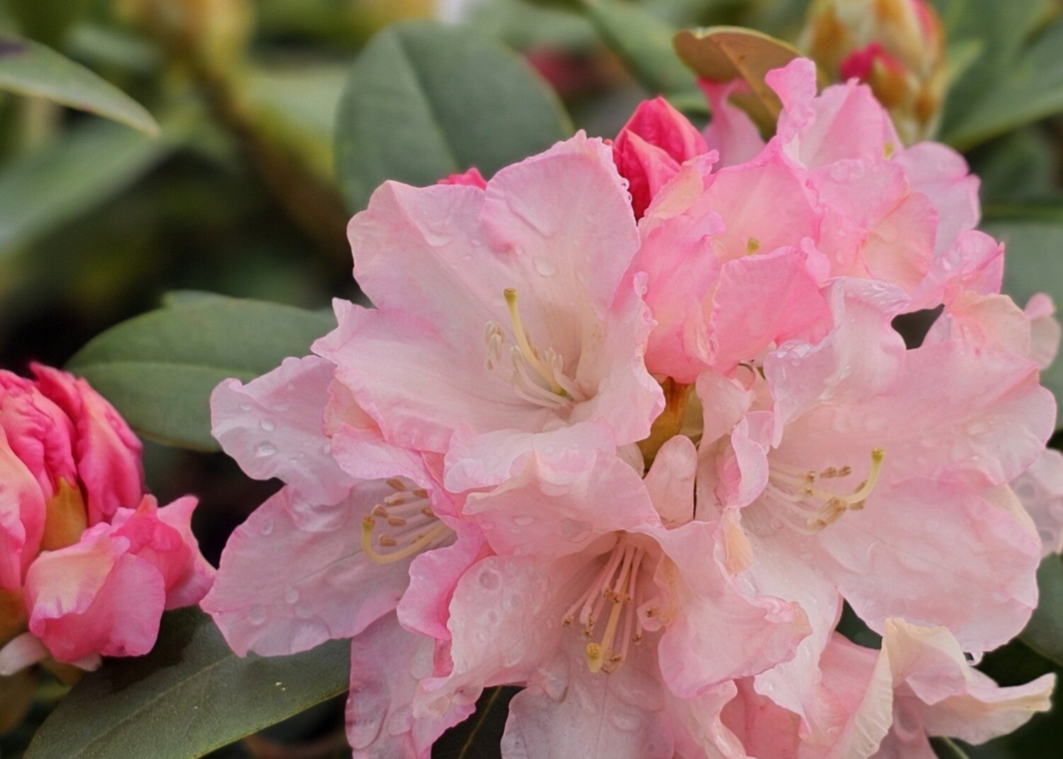 Rhododendron Yakushimanum Dreamland