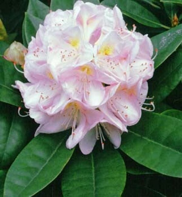 Rhododendron Gomer Waterer