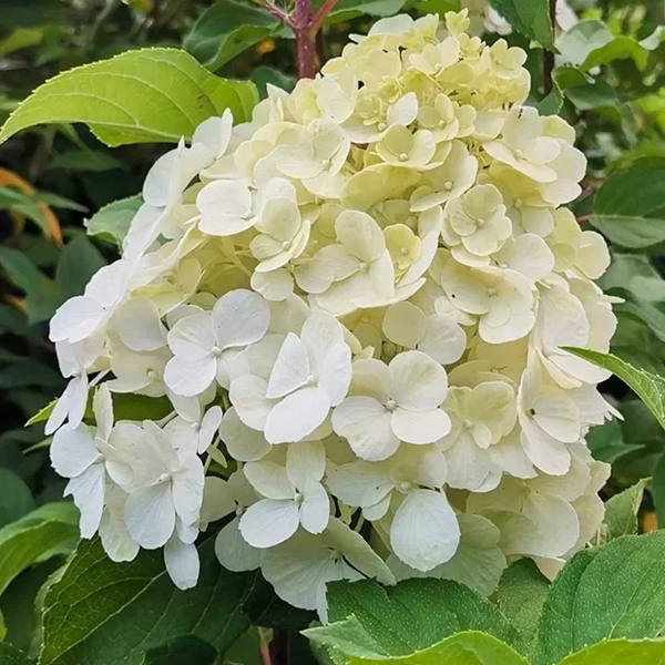 Hortensia Polar bear
