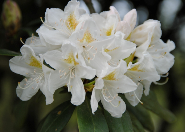 Rhododendron Cunninghams´s White