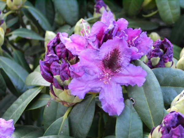 Rhododendron Azurro