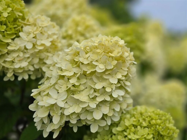 Hortensia Lime light