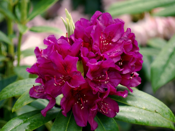 Rhododendron Polar nacht