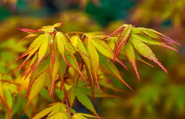 Acer palmatum Katsura