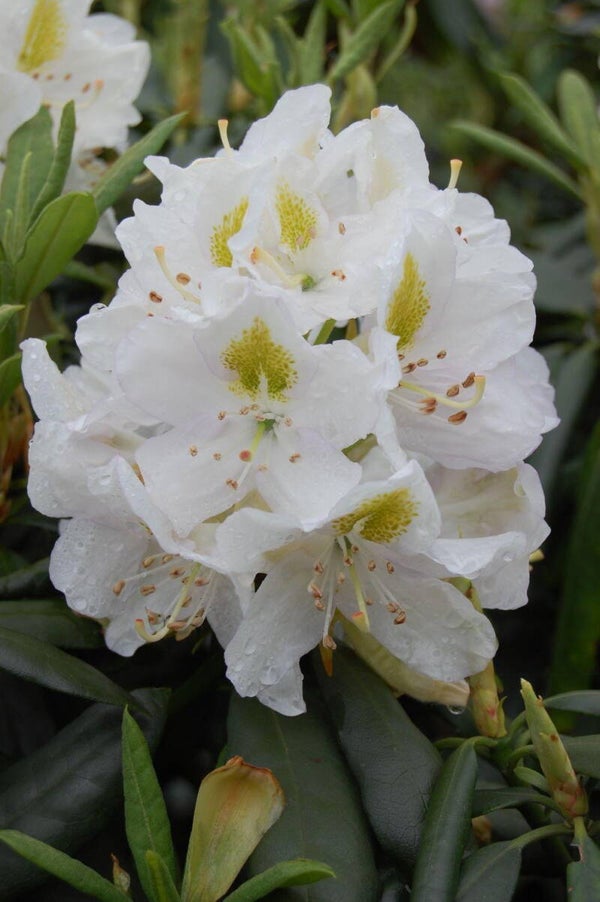 Rhododendron Madam Masson