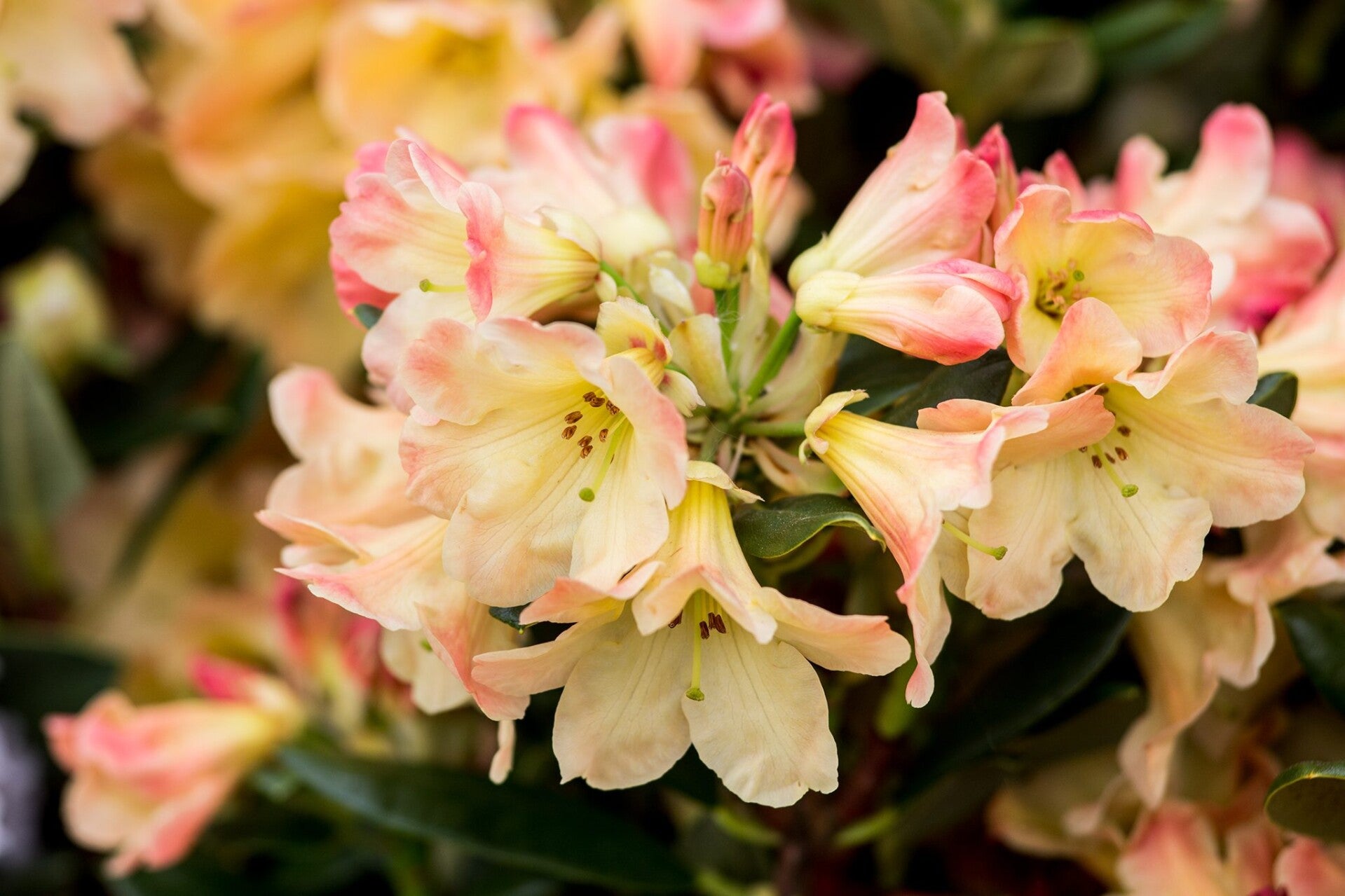 Rhododendron Nancy Evans
