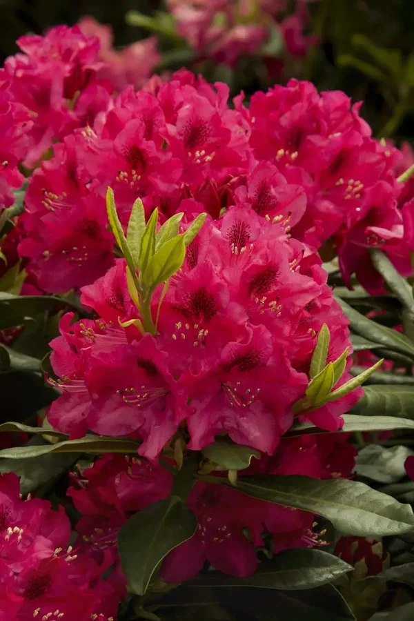 Rhododendron Nova Zembla