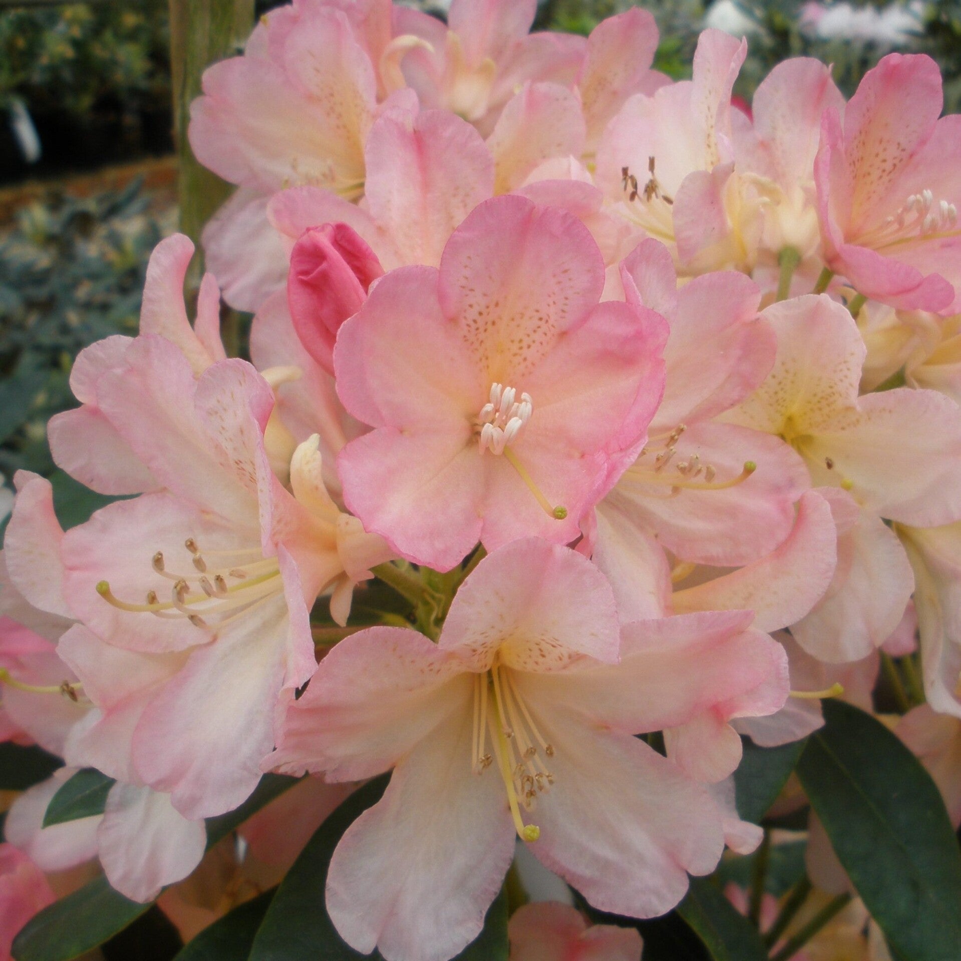 Rhododendron Yakushimanum Percy Wiseman
