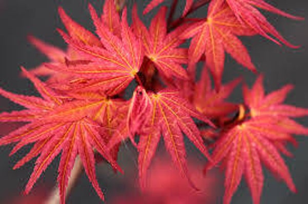 Acer Palmatum Phoenix