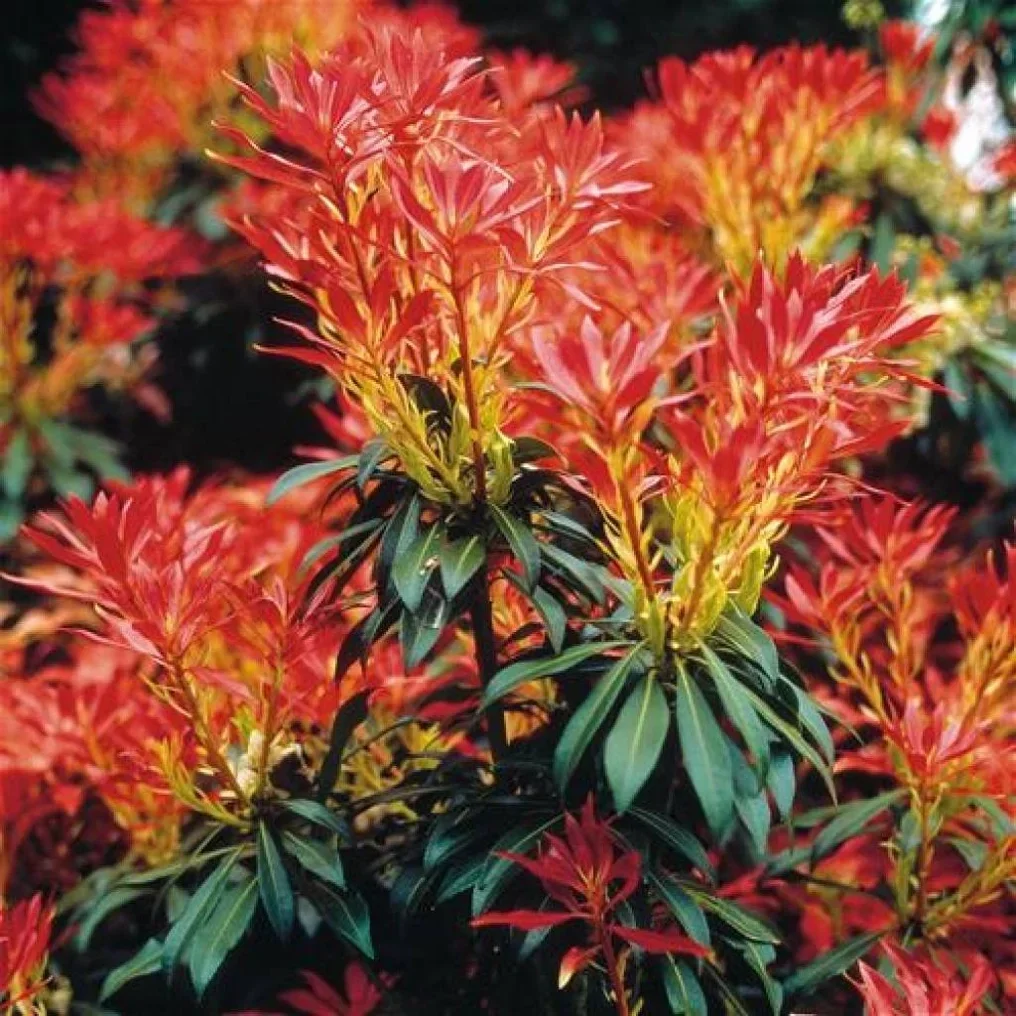 Pieris japonica Debutante
