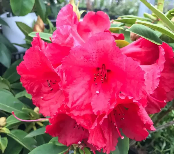 Rhododendron Red Jack