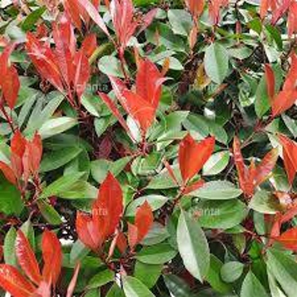Photinia Red Robin