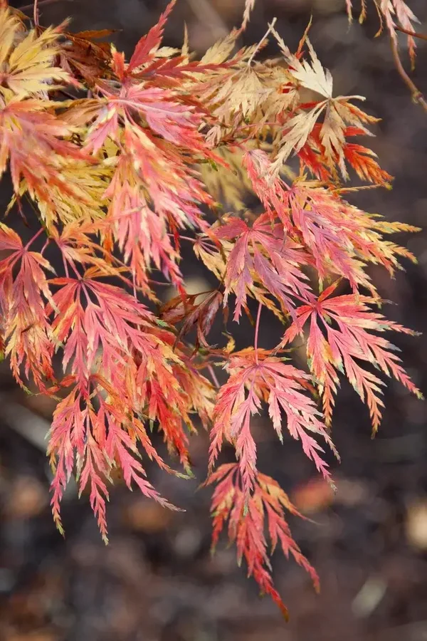 Acer Palmatum Seiryu
