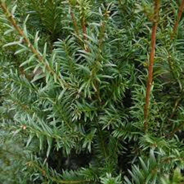 Taxus Baccata