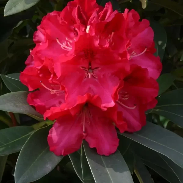 Rhododendron Wilgen's Ruby