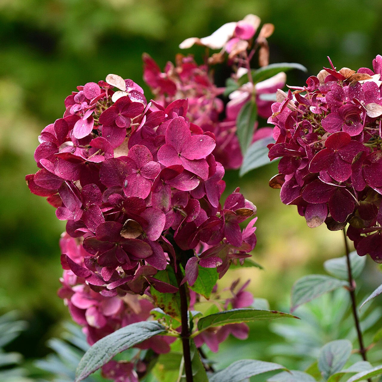 Hortensia Wims Red