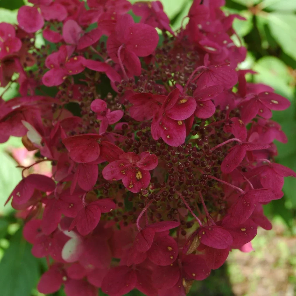 Hortensia Wims Red