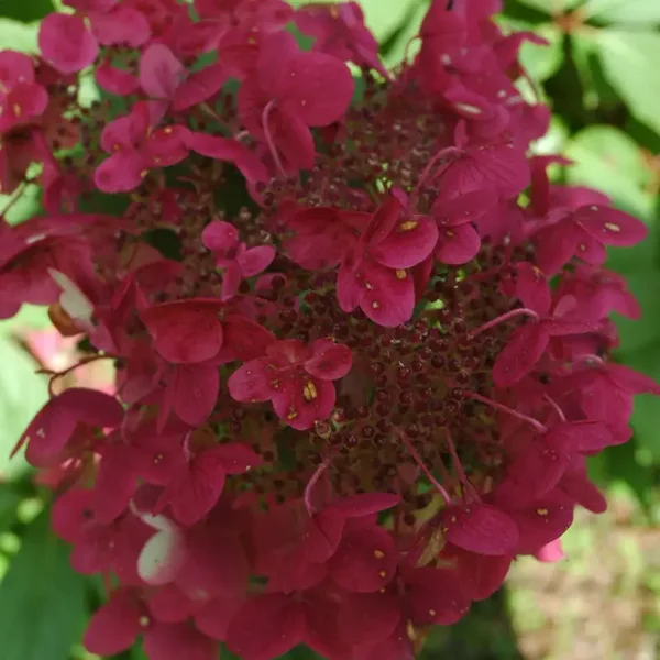 Hortensia Wims Red