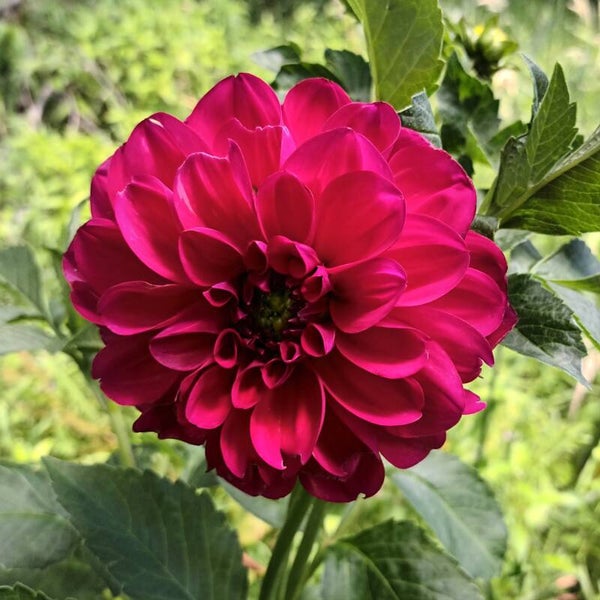 Funtail Rose (unknown name)
