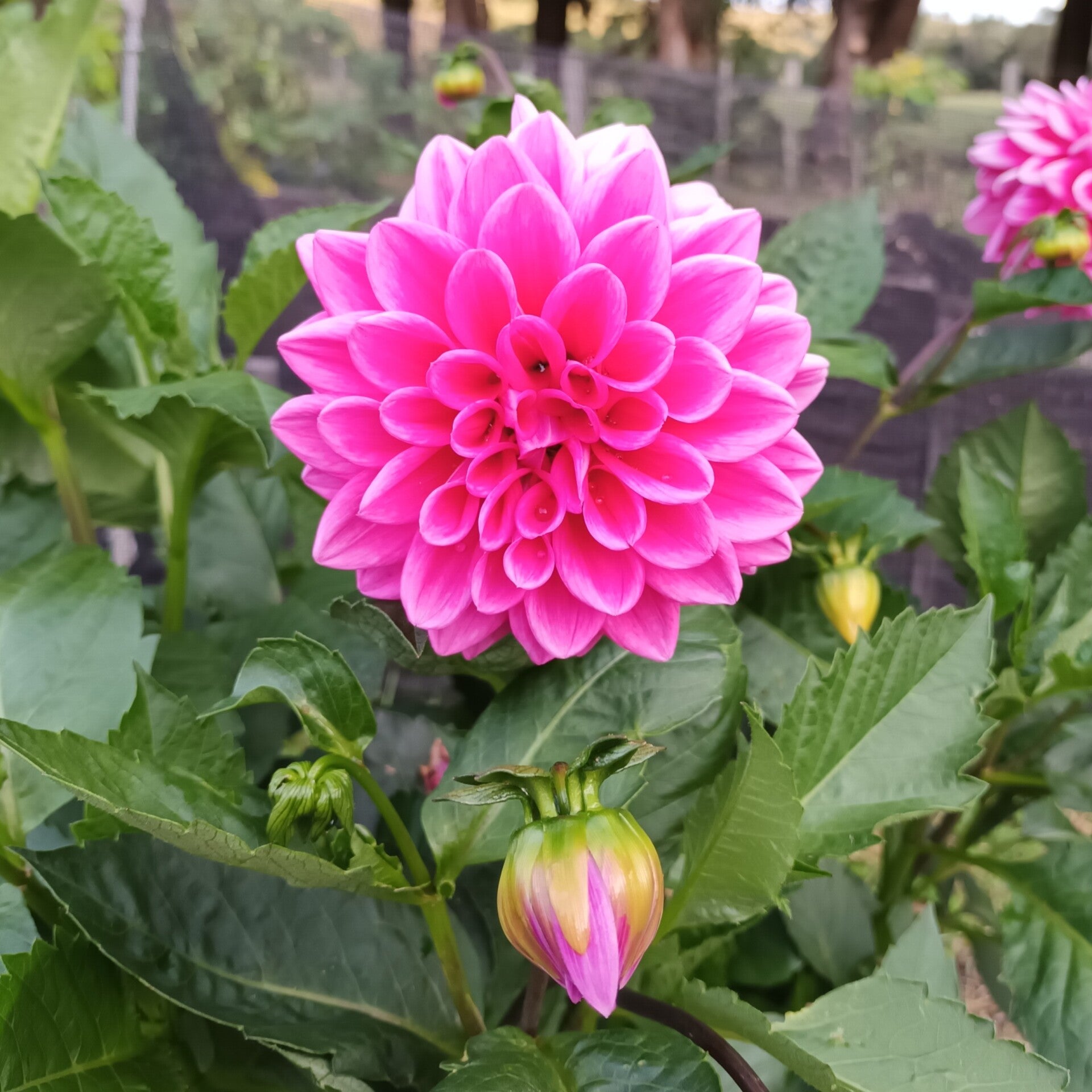 Funtail Pink dahlia (Unknown name)