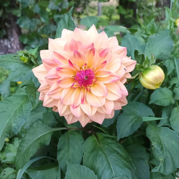 Funtail Pink & Cream dahlia (Unknown name)