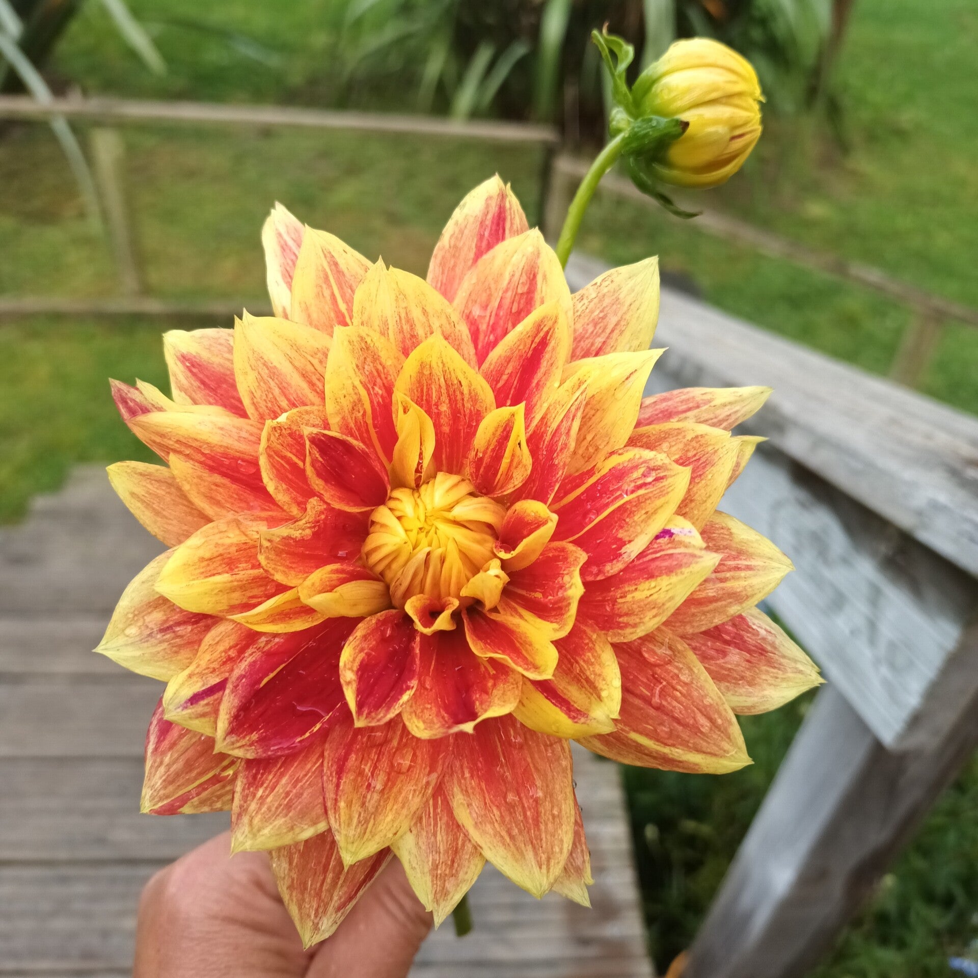 Dahlia decorative Red & Yellow