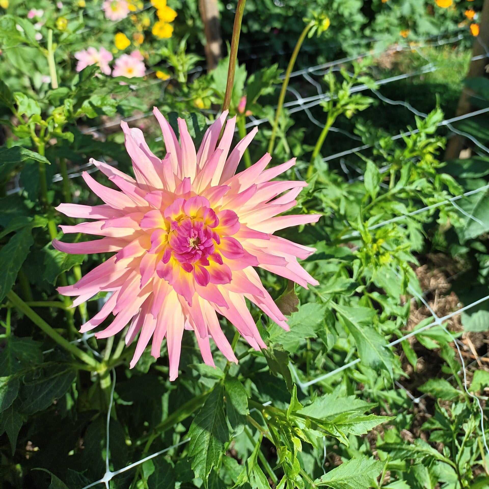 Funtail pink cactus dahlia (Unknown name)