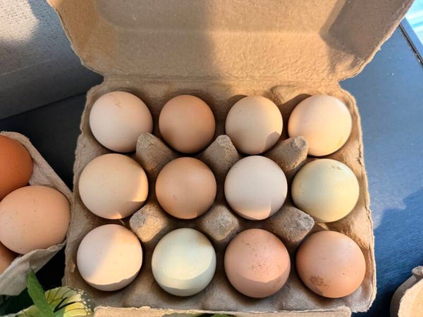 Dozen Chicken Eggs
