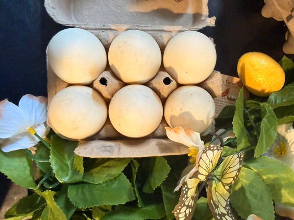 1/2 Dozen Duck Eggs
