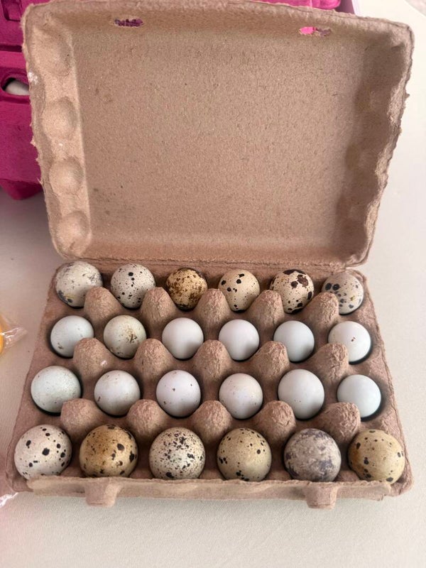 2 Dz Quail Eggs