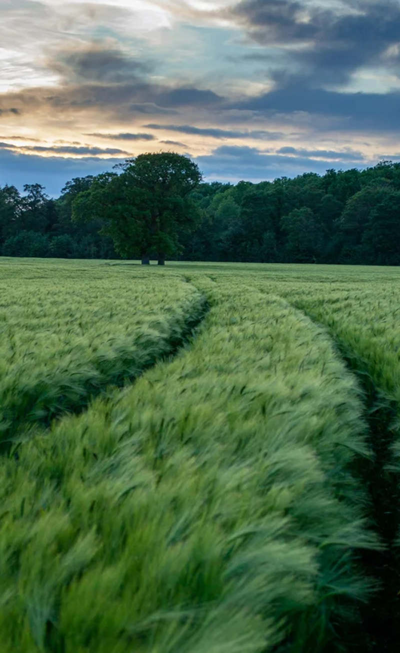 Lush barley field with morning light symbolizing vitality and nutritional potential