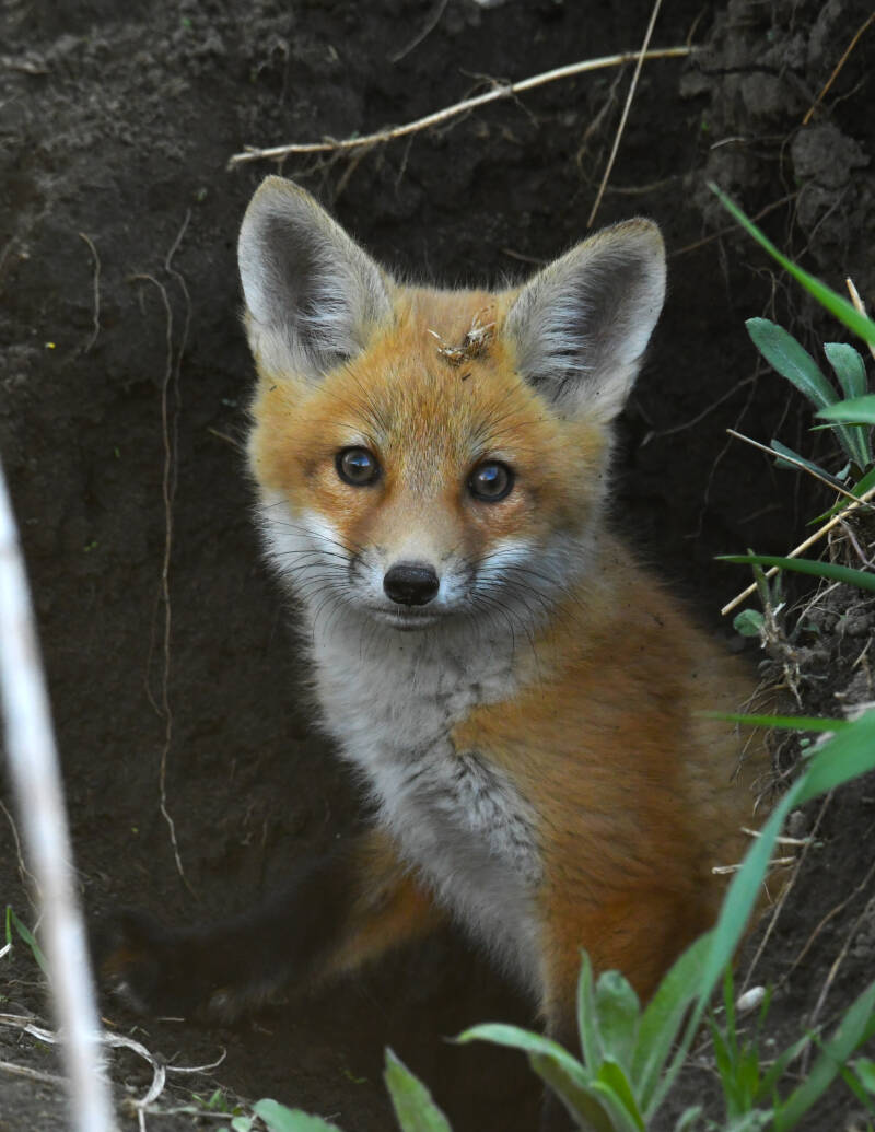 fox-24-1-standard.jpg